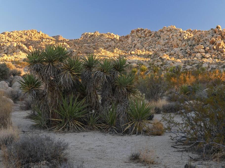 Panoramic Heaven - Luxury Designer Property W Spa Joshua Tree Eksteriør billede